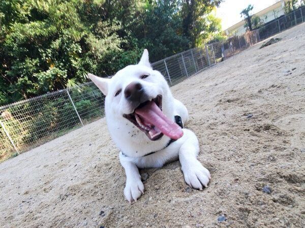 ドッグランを楽しむおこめくん