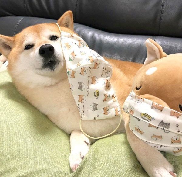 マスクのモデルになる小麦ちゃん