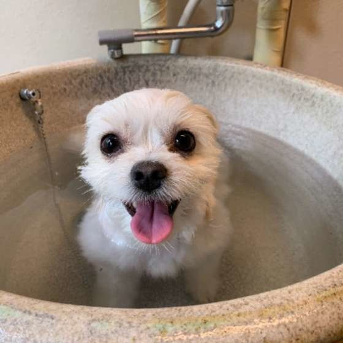 犬も湯船につかったほうがいい 自宅で犬をシャンプーをする際の注意点とは いぬのきもちweb Magazine 犬も湯船につかったほうがいい 自宅で犬をシャンプーをする際の注意点とは いぬのきもちweb Magazine