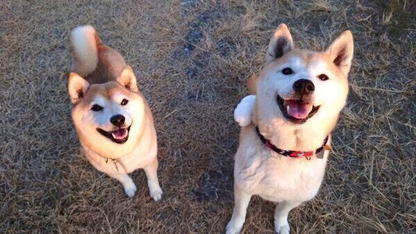 笑顔が可愛い茶々ちゃん、蘭丸くん