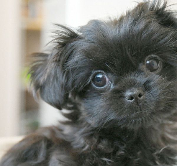 見つめるヨークシャー・テリア