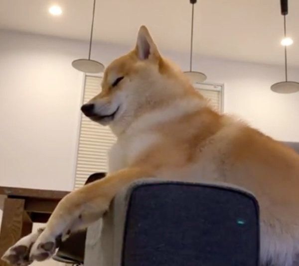 寝てないフリをする柴犬