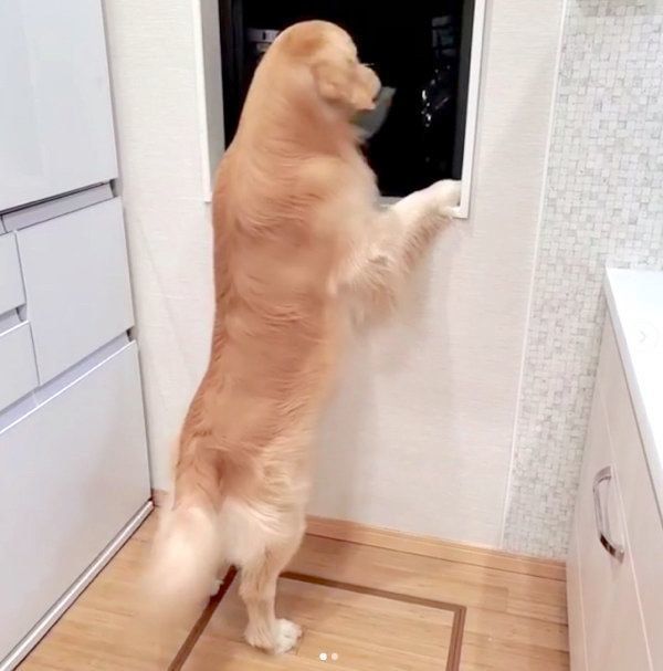 パパさんを探すアランくん