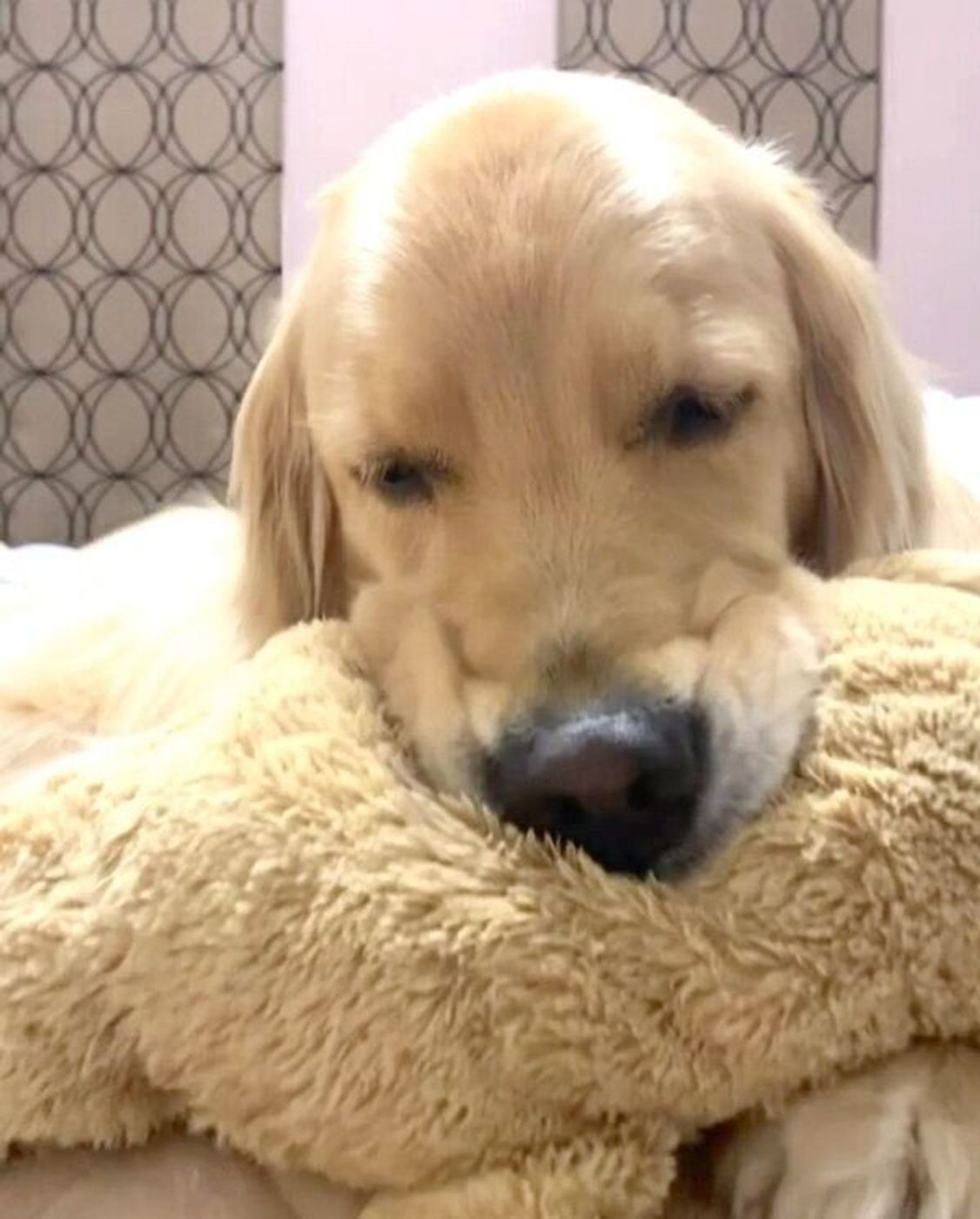 寝落ち寸前でも 大好きなぬいぐるみをハムハムする犬 可愛すぎる 寝る前のルーティン いぬのきもちweb Magazine 寝落ち寸前でも 大好きなぬいぐるみをハムハムする犬 可愛すぎる 寝る前のルーティン いぬのきもちweb Magazine