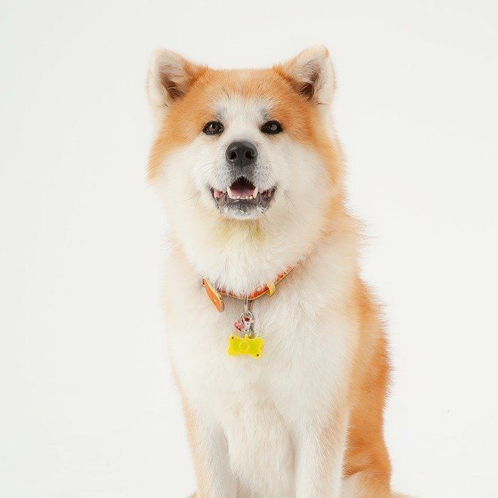 そんな歴史があったのか 知っておきたい日本生まれの犬種 いぬのきもちweb Magazine