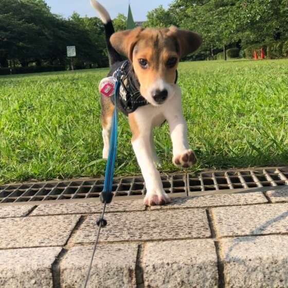 お散歩するビーグル
