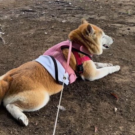 安心した様子のヒナちゃん