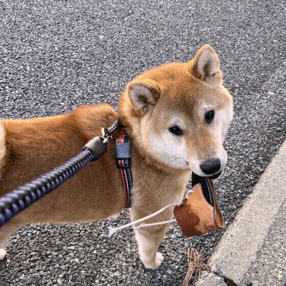 おもちゃと一緒に散歩する柴犬