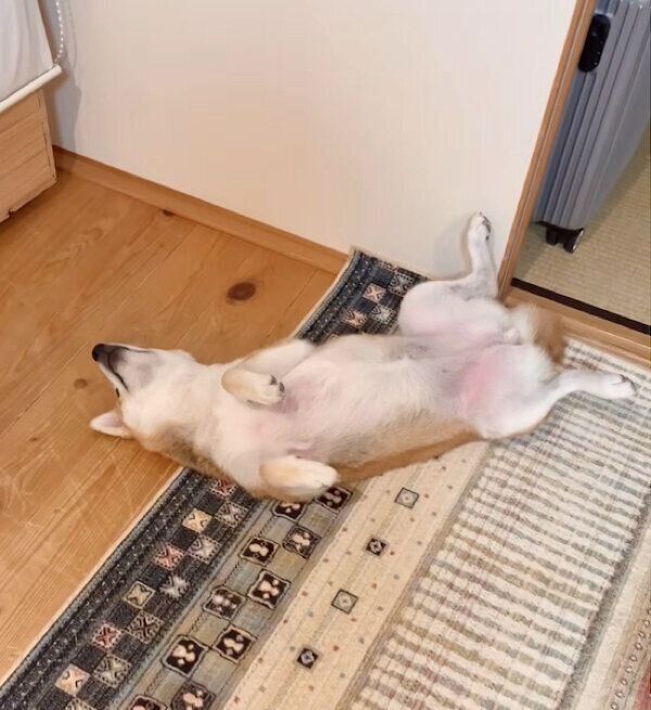 床でヘソ天するユクちゃん