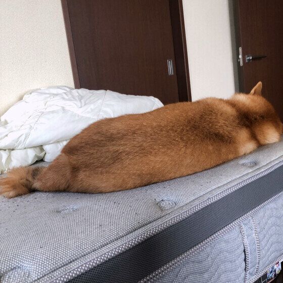 あずき  柴 妹に僕の寝床とられた
