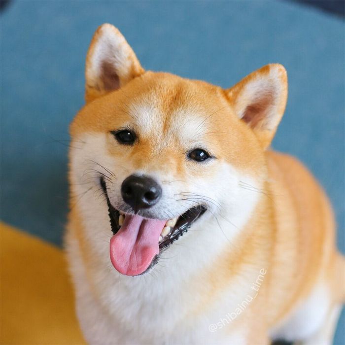 笑顔が可愛いたろのしゅけくん