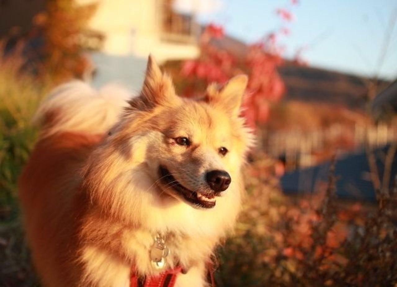 暑がり犬あるある 穴澤賢の犬のはなし いぬのきもちweb Magazine 暑がり犬あるある 穴澤賢の犬のはなし いぬのきもちweb Magazine