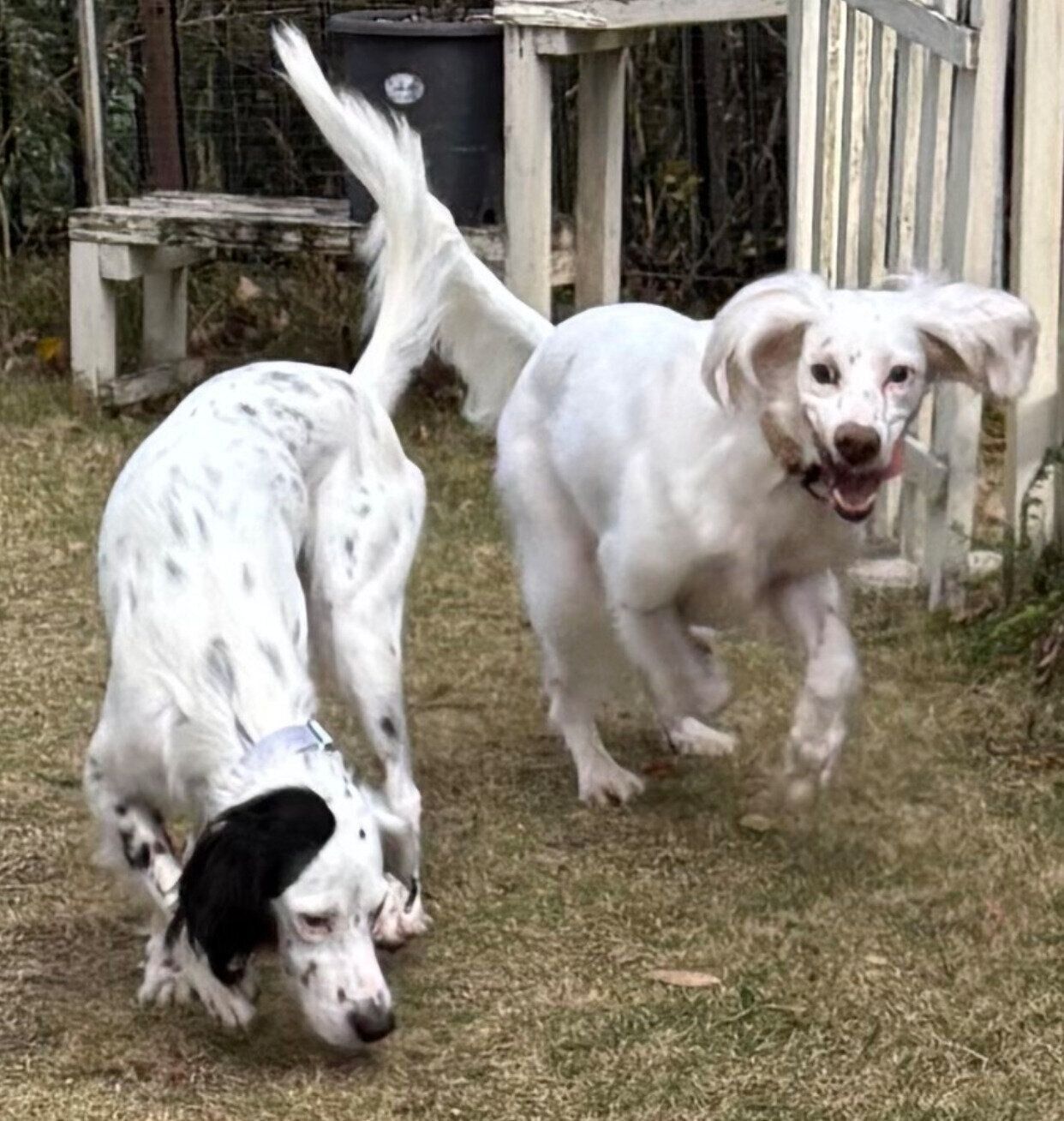麦ちゃんと銀ちゃん