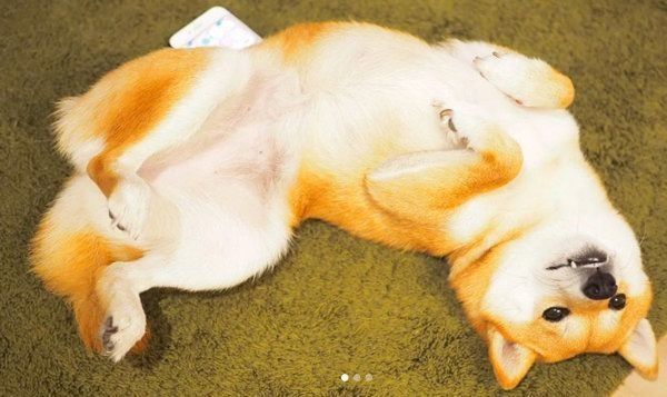 寝転がるにこちゃん