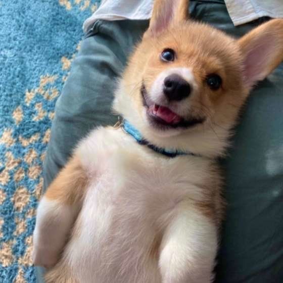 ウェルシュ・コーギー・ペンブロークのいのすけくん