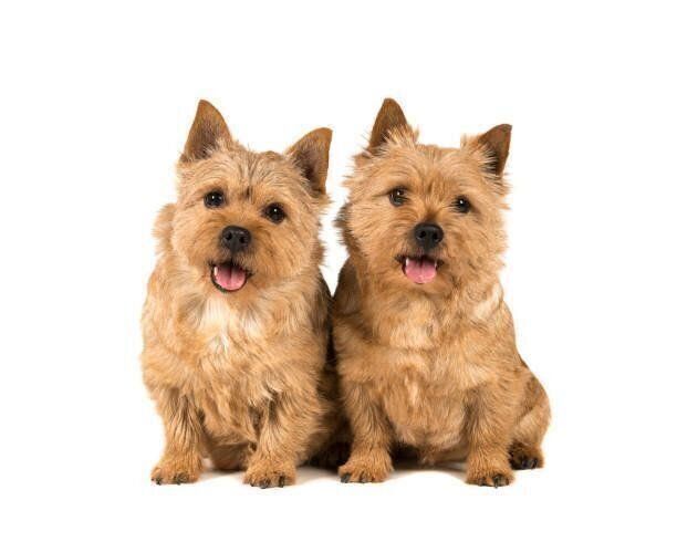 ノーリッチ・テリア