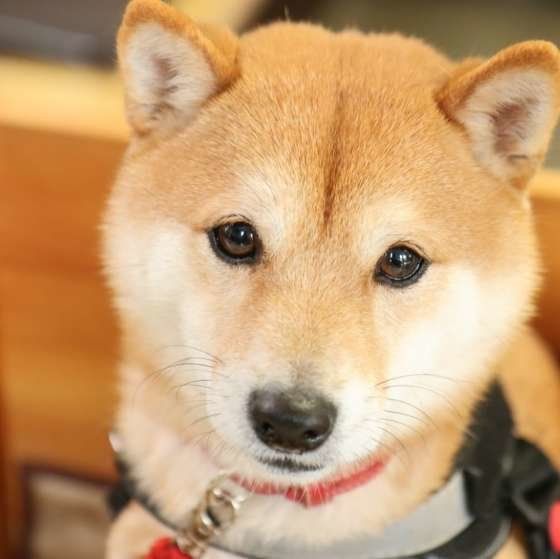 よく目が合うのは好きだから 犬が好きな人に見せるしぐさ いぬのきもちweb Magazine