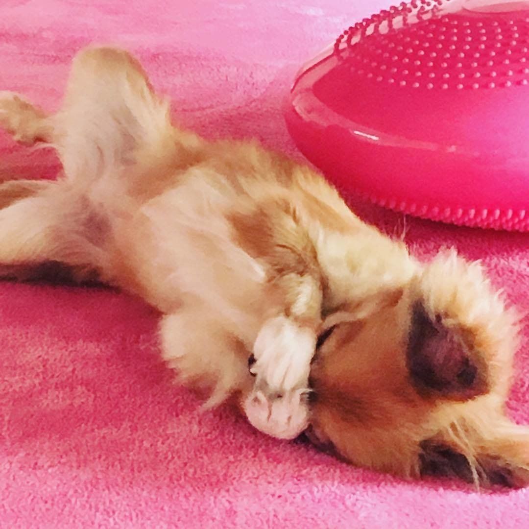 チワワのたぬきちゃん