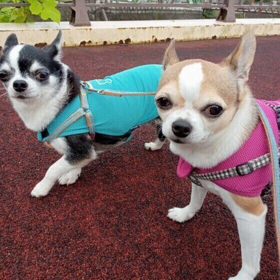 お散歩するチワワ