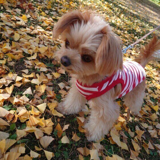 散歩するロアくん（Mix）