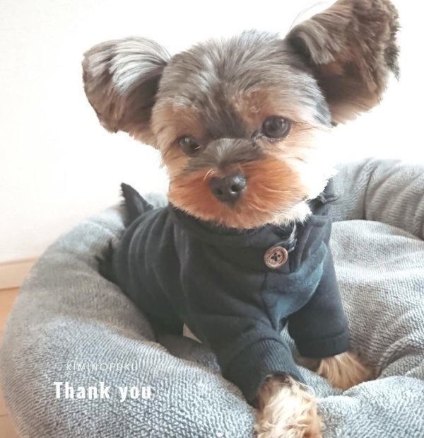 シンプルでナチュラルな犬服：キミノフク。