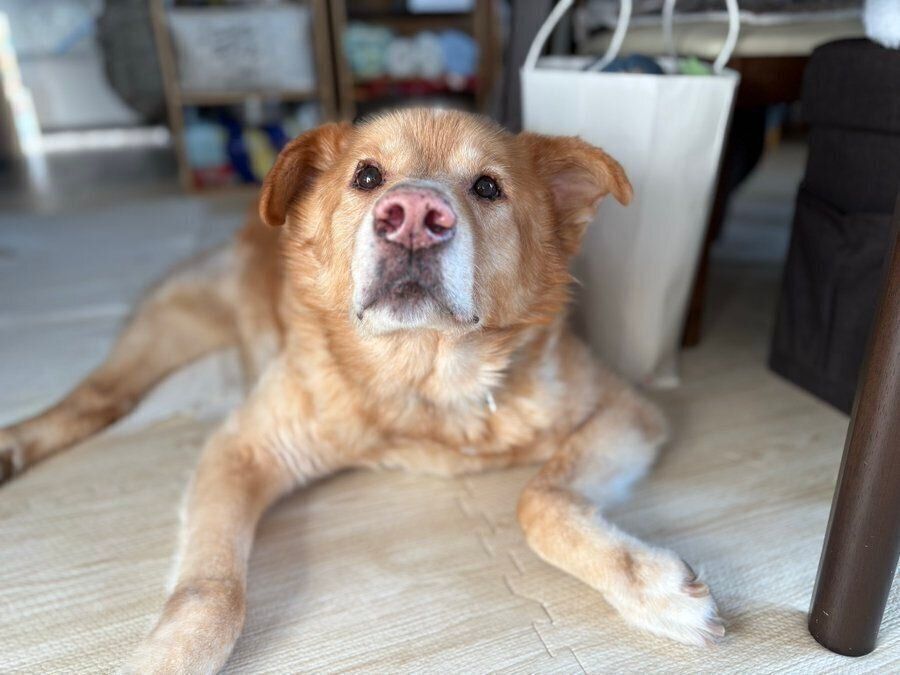 キラキラの目で見上げるファーちゃん