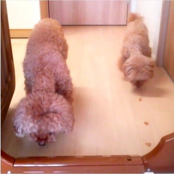 ごはん食べ競争