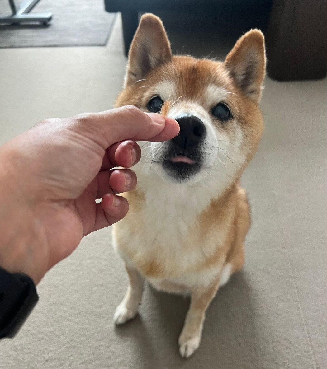 自分の毛を見つめるたぬ吉くん。
