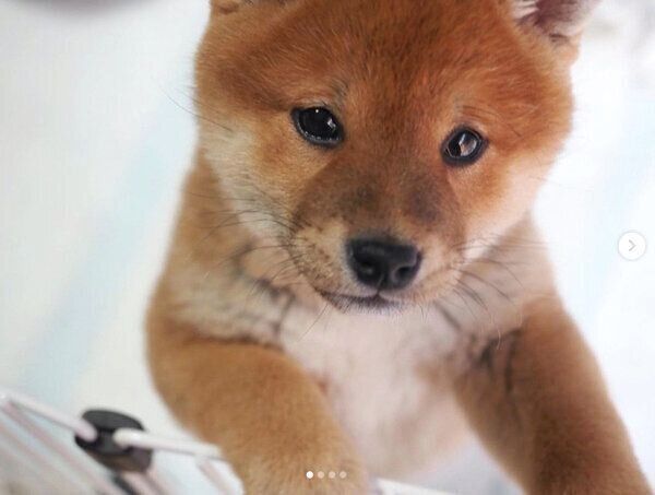 見つめるきなこちゃん