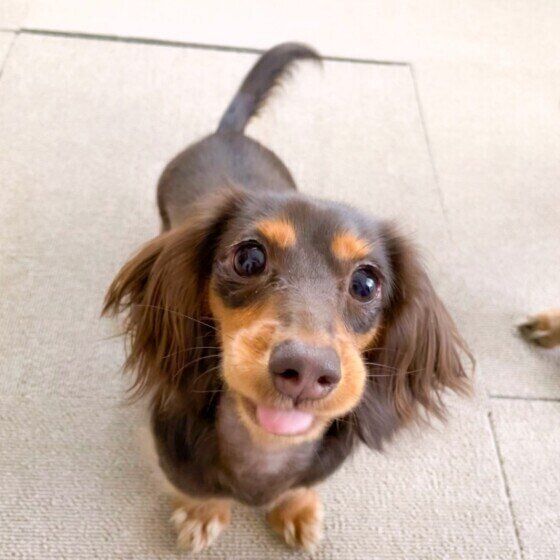 愛犬は朝 起こしにきますか モーニングルーティンを大調査 いぬのきもちweb Magazine