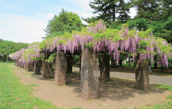 東京都　小金井公園　桜　花見