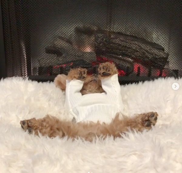 ヘソ天するトイ・プードル