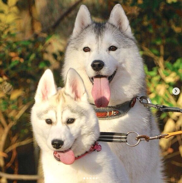 笑顔のいろはちゃん、ふたばちゃん