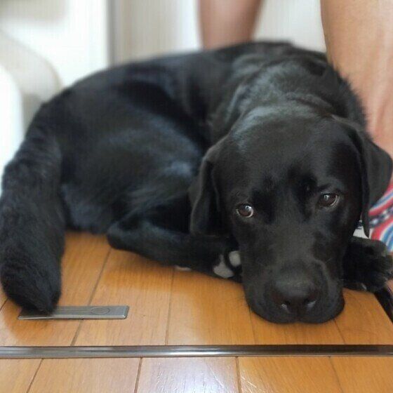 人にくっつくラブラドール