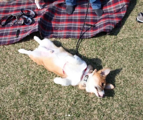 ヘソ天するカイくん