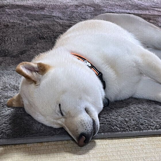 柴のりくくん♪