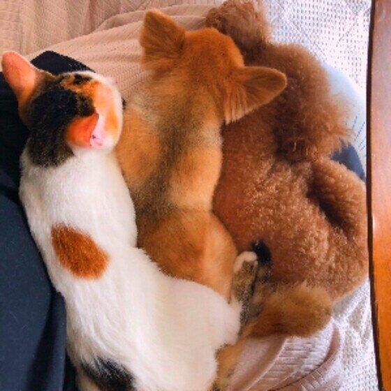 トイ・プードルの小太郎くんと同居犬ちゃん・同居猫ちゃん