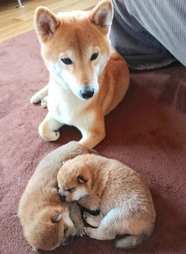寄り添って眠る桃亜くん・アキくんと、見守る桃ちゃん