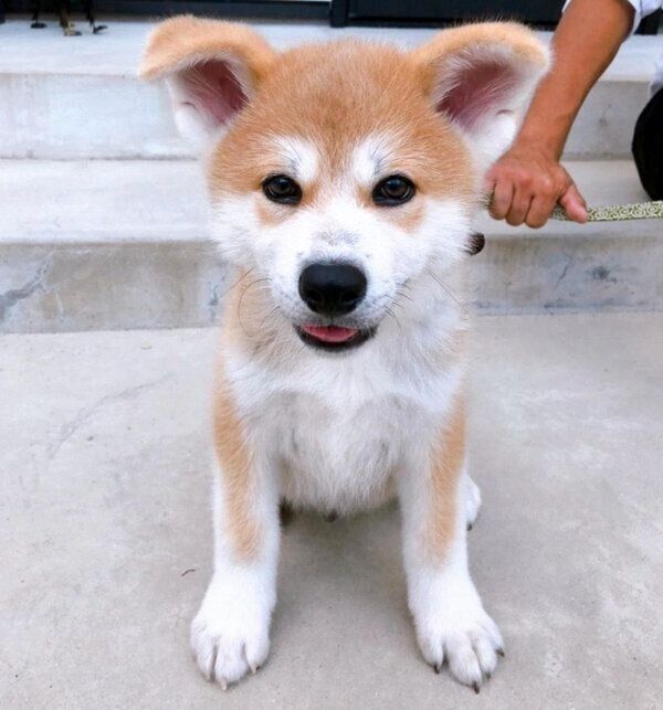 子犬時代のよたろうくん