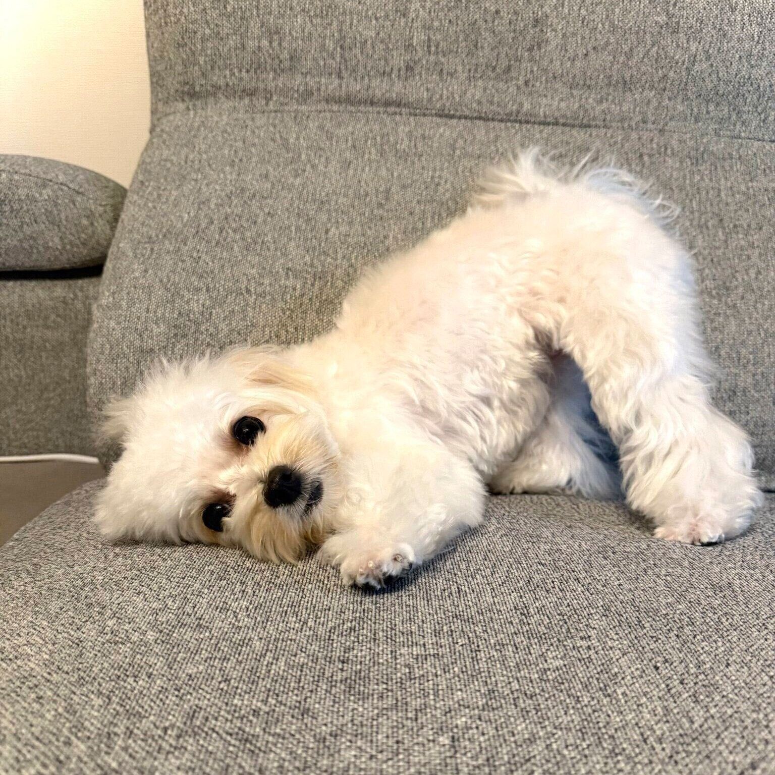 現在のころっけちゃん