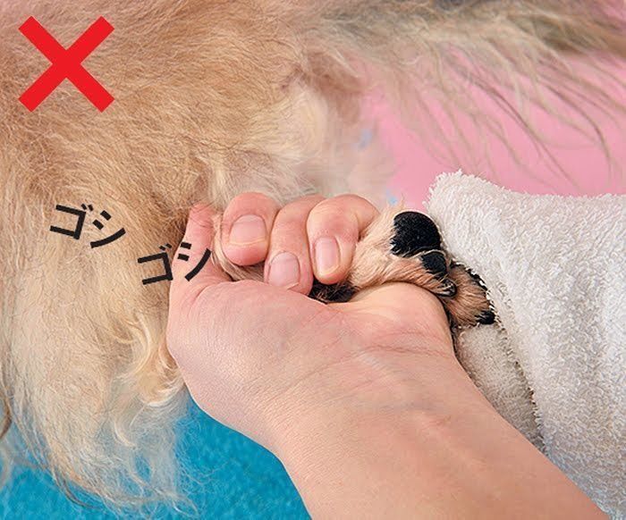 実は皮膚病になりやすかった 犬の 足裏 をお手入れしよう いぬのきもちweb Magazine