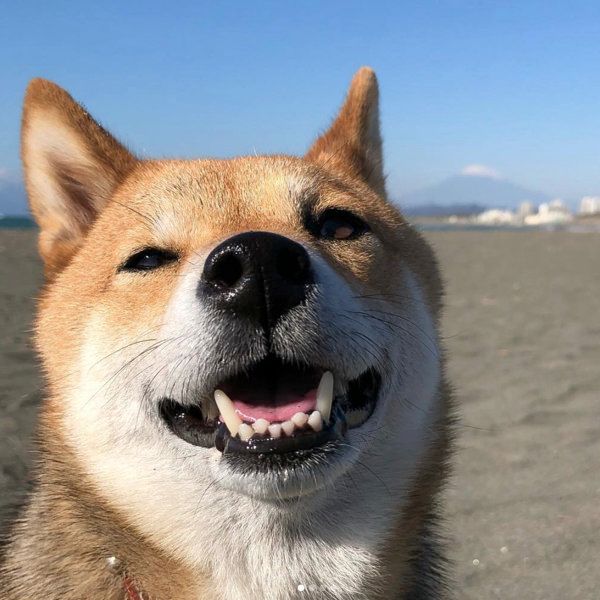 豆柴のフクちゃん