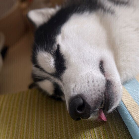 ぐっすり寝ているシベリアン・ハスキー