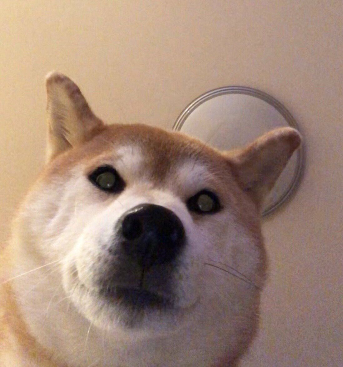 飼い主さんのことを監視するももちゃん