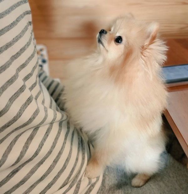 膝の上に乗るぽぽちゃん