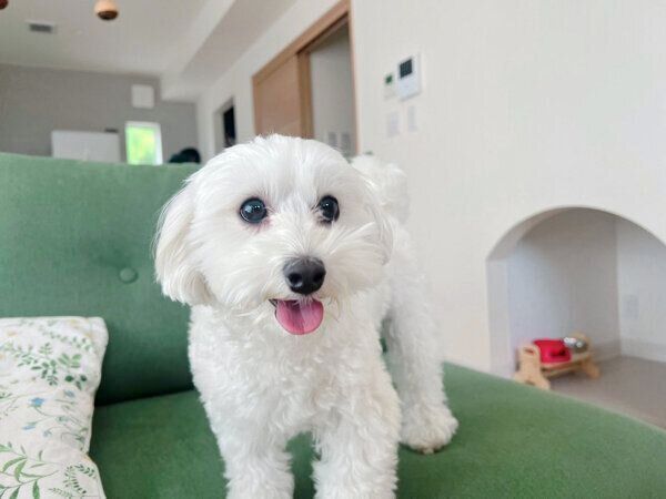 可愛らしい笑顔を見せるまるこちゃん