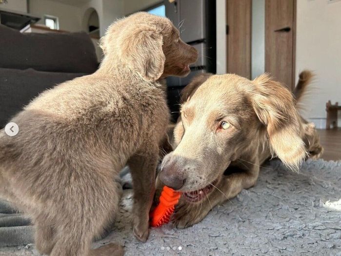 セスくんと先住犬・ティナちゃん