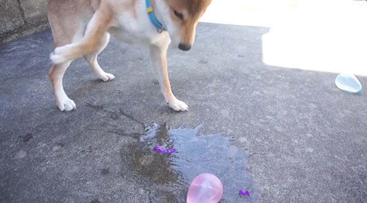 犬動画 水風船が割れて驚くワンコ でも 割る快感を覚えたらしい W いぬのきもちweb Magazine 犬動画 水風船が割れて驚くワンコ でも 割る快感を覚えたらしい W いぬのきもちweb Magazine