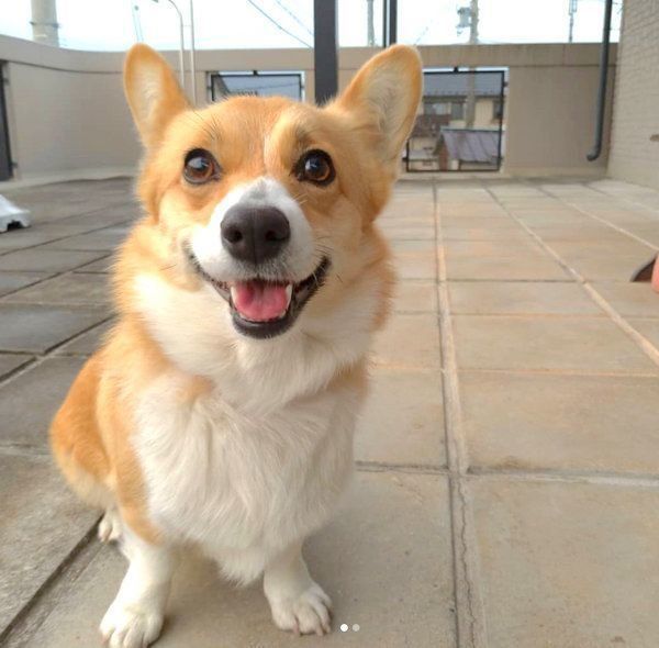 元保護犬・コーギーのゆずちゃん