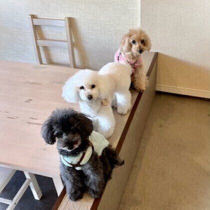 カフェにいる3頭の犬